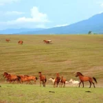 padang-savana