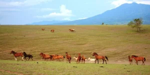 padang-savana